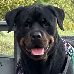 Harley - Rottweiler