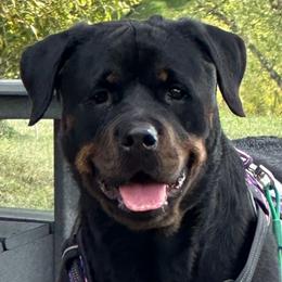 Harley - Rottweiler