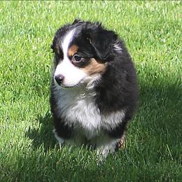 Girl 1 - female Miniature American Shepherd puppy in Elgin, Oregon from LongMile Aussies