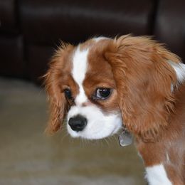 Cavalier King Charles Spaniel Puppies from Lockwood Cavaliers