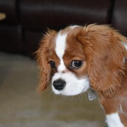 Cavalier King Charles Spaniel Puppies from Lockwood Cavaliers