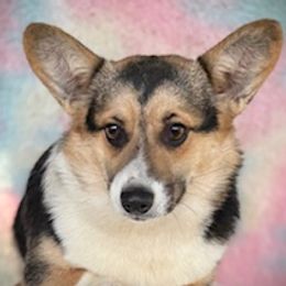 Charlie - Pembroke Welsh Corgi