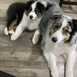 Australian Shepherd Puppies from Kristi Speck