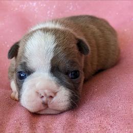 Zinnia - Blue female Boston Terrier puppy in Perry, Oklahoma from Sitsler Bostons