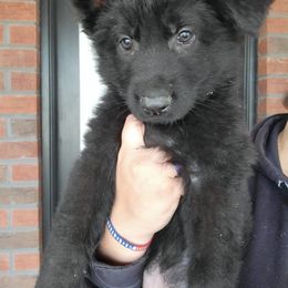Girl 6 - Black German Shepherd puppy in Ocala, Florida from Guardian Shepherds