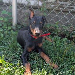 Eddy - Black and rust male Doberman Pinscher puppy in Redford, Michigan from Warsong Dobermann