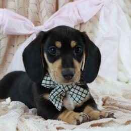 Vince - Black and cream male Dachshund puppy in Wakarusa, Indiana from PuppyLove Dachshunds