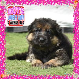 DOTS - Black and tan female German Shepherd puppy in Murrieta, California from Diamond Oaks German Shepherds