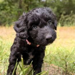 Aussiedoodle, Bordoodle, Goldendoodle, and Poodle Puppies from Korbella Farm
