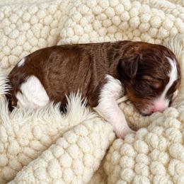 Winnie - Brown and white female Bernedoodle puppy in Mint Hill, North Carolina from Ball-Y-Hoo Bernedoodles