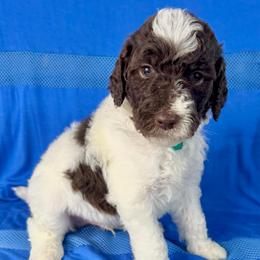 Graham - Parti male Labradoodle puppy in Candler, North Carolina from Maple Bakin’ Doodles