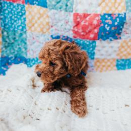 Boy 2 - Red  male Poodle puppy in Las Vegas, Nevada from Vegas Toy Poodles