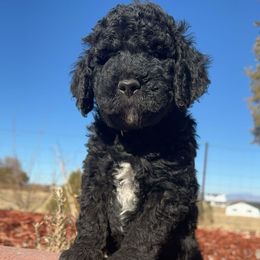 Goldendoodle Puppies from AZ Stickerdoodles