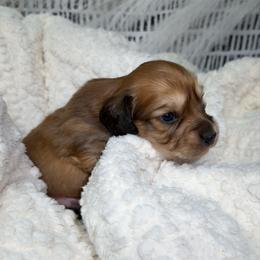 Lt. Dan - Red male Dachshund puppy in Bald Knob, Arkansas from Victoria’s Dachshunds