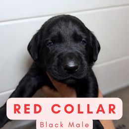 Red Collar - Black male Dilute Retriever puppy in Dover, Delaware from Virdin’s Silver Labs