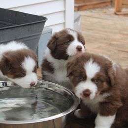 Australian Shepherd Puppies from Starlit Grove Australian Shepherds