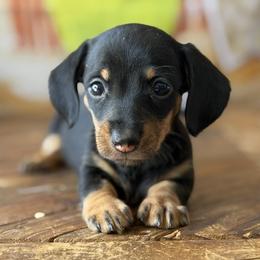 Gypsy - Black and cream female Dachshund puppy in Pflugerville, Texas from Dream A Dream Dachshunds
