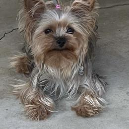 Yorkshire Terrier Puppies from Heaven_sent_toy_yorkies