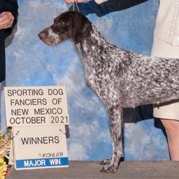English Cocker Spaniels and German Shorthaired Pointers from Ashwind kennels