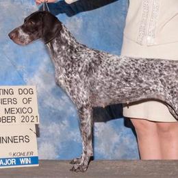 English Cocker Spaniels and German Shorthaired Pointers from Ashwind kennels