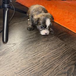 Shorkie Puppies from Sharlena Henderson