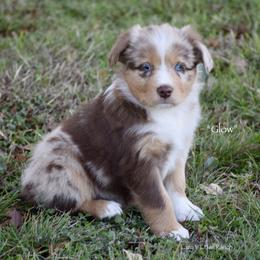 Glow - Red merle female Miniature Australian Shepherd puppy in Evant, Texas from Lazy VT Bar Ranch