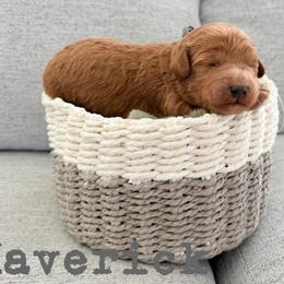 Maverick - Red  male Goldendoodle puppy in Archbold, Ohio from Wurster's Mini Wee Doodles