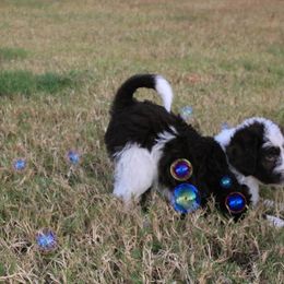 Goldendoodle, Labradoodle, and Poodle Puppies from CNR Farms
