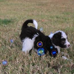 Goldendoodle, Labradoodle, and Poodle Puppies from CNR Farms