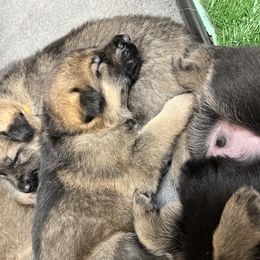 German Shepherd Puppies from Shenango Valley Shepherds