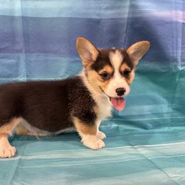 Rocket - Black and tan male Pembroke Welsh Corgi puppy in Fayetteville, Tennessee from Sulphur Springs Corgis