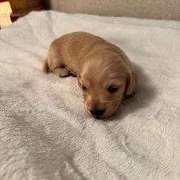 Derek - Cream male Dachshund puppy in Avinger, Texas from Lone Star Longhair Dachshunds