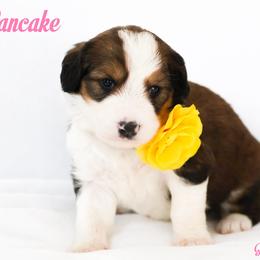 Pancake - Sable female Bernedoodle puppy in Diamond Bar, California from Furrytaildoodles