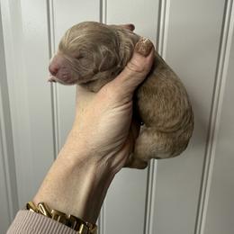 Boy 1 - Apricot male Goldendoodle puppy in Fayetteville, Arkansas from Silver Hill Farm