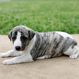 Laredo - White and fawn brindle male Whippet puppy in Gentry, Arkansas from Mardel Robeson of Mulberry Hollow Whippets