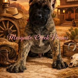 Perro de Presa Canario Puppies from Mesquite Creek Kennels