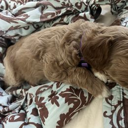 Missy - Apricot female Goldendoodle puppy in China Grove, North Carolina from Lasting Legacy Family Dogs