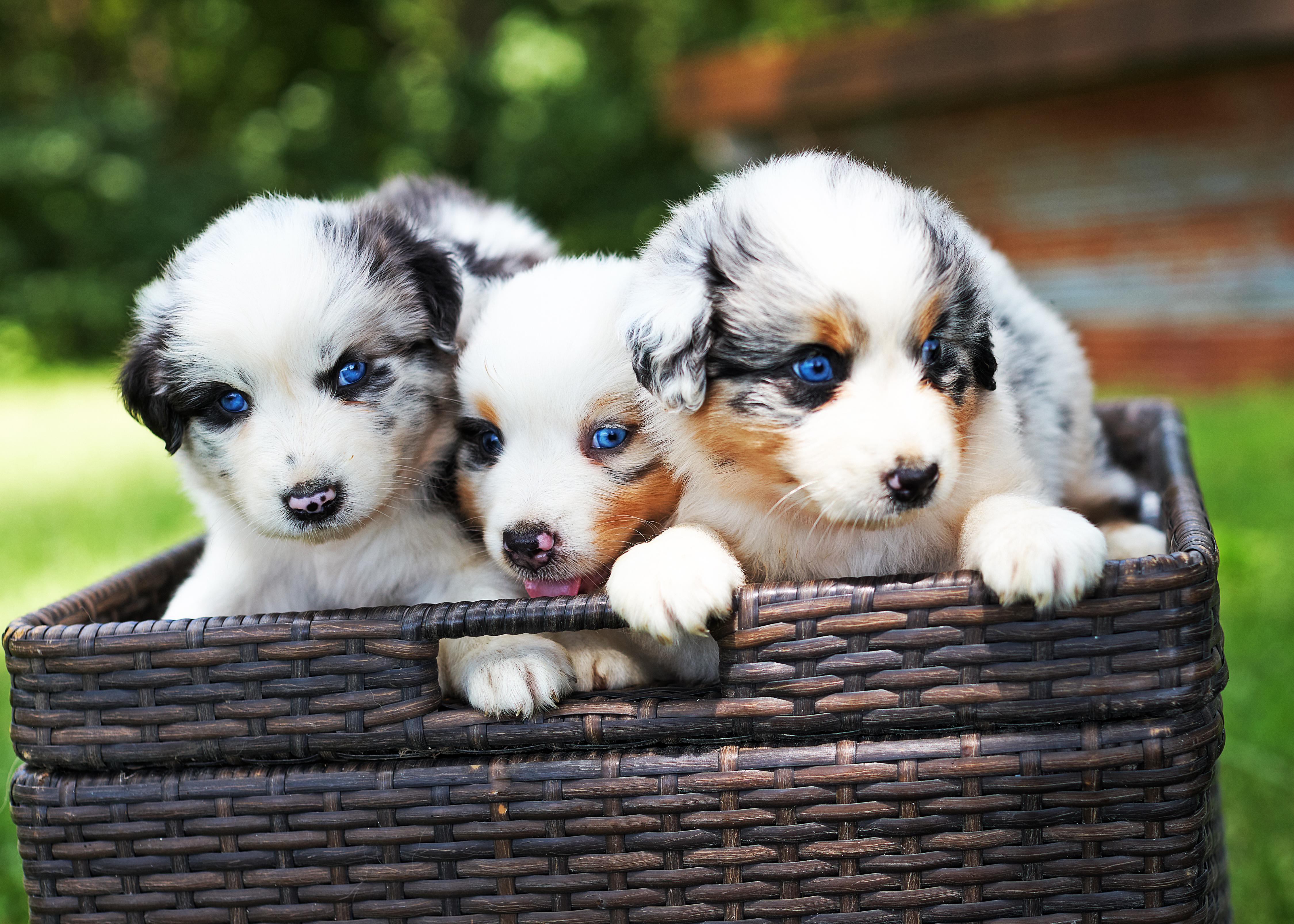 Tiz Ranch in Kansas | Australian Shepherd puppies | Good Dog