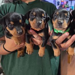 Black Tan Male 4 - Black male German Pinscher puppy in Chatham, Virginia from WMHK9/Roolyn German Pinschers