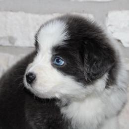 Bailey - Dilute blue female Australian Shepherd puppy in Colorado Springs, Colorado from Rocky Mountain Aussies