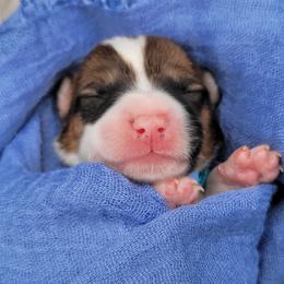 German Shepherd and Pembroke Welsh Corgi Puppies from J&R Shepherds & Corgis