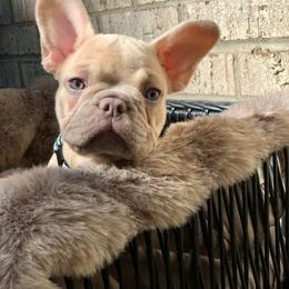 Ice T - Blue fawn male French Bulldog puppy in Minneapolis, Minnesota from Flyazz Frenchies Kennels
