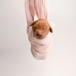 Emmy - Dark golden female Golden Retriever puppy in Buhl, Idaho from Atkinson's Goldens