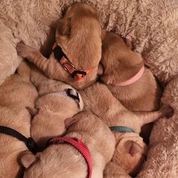 Green - Yellow male Labrador Retriever puppy in Siloam Springs, Arkansas from Karemy Kennels (Karemy Labradors)