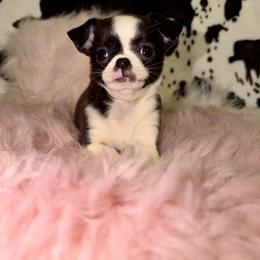 Black seal - Black and red female Chihuahua puppy in Newport, Kentucky from Chihuahua Casa