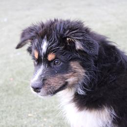 Bandit - Black tri-color male Australian Shepherd puppy in Sonoita, Arizona from Gardner Canyon Kennels