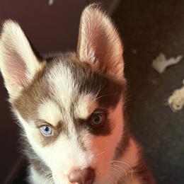 Pomeranian and Siberian Husky Puppies from Oasis Kennels
