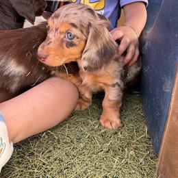 Girl2 - Dapple female Dachshund puppy in Las Cruces, New Mexico from Bootheel Doxies