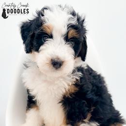 Ben - Tri-color male Bernedoodle puppy in Tipton, Indiana from Country Creek Doodles