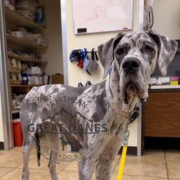 Tillie - Merle female Great Dane puppy in Sac City, Iowa from Northern Great Danes of Colorado & Iowa
